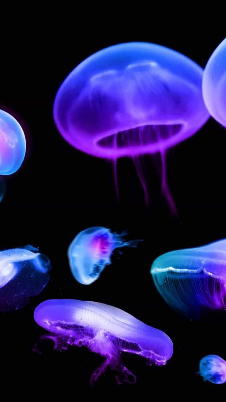 Fondo de pantalla Jellyfish 750x1334