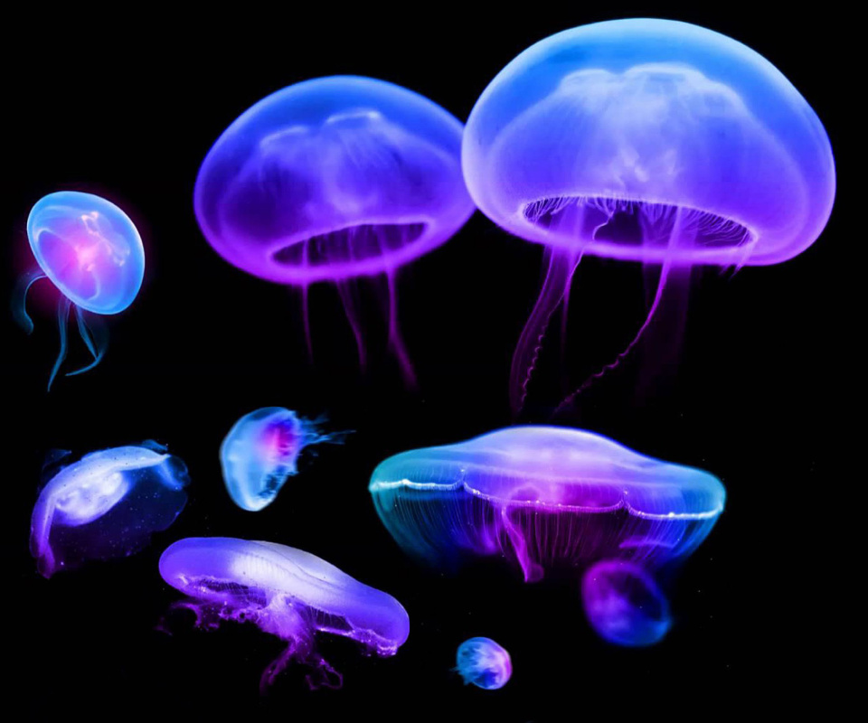 Fondo de pantalla Jellyfish 960x800