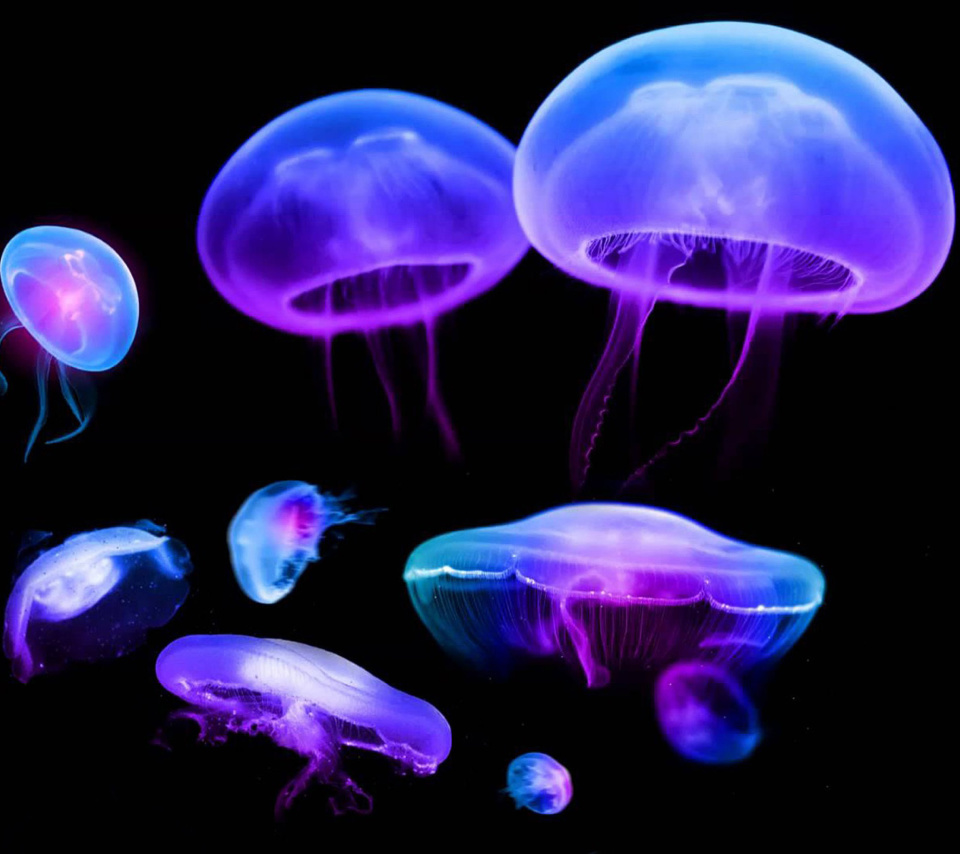Fondo de pantalla Jellyfish 960x854