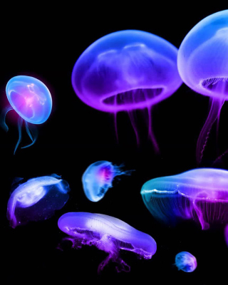 Kostenloses Jellyfish Wallpaper für 132x176