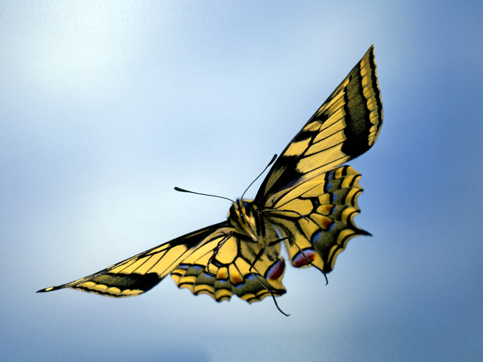Fondo de pantalla Black and White Butterfly 1600x1200
