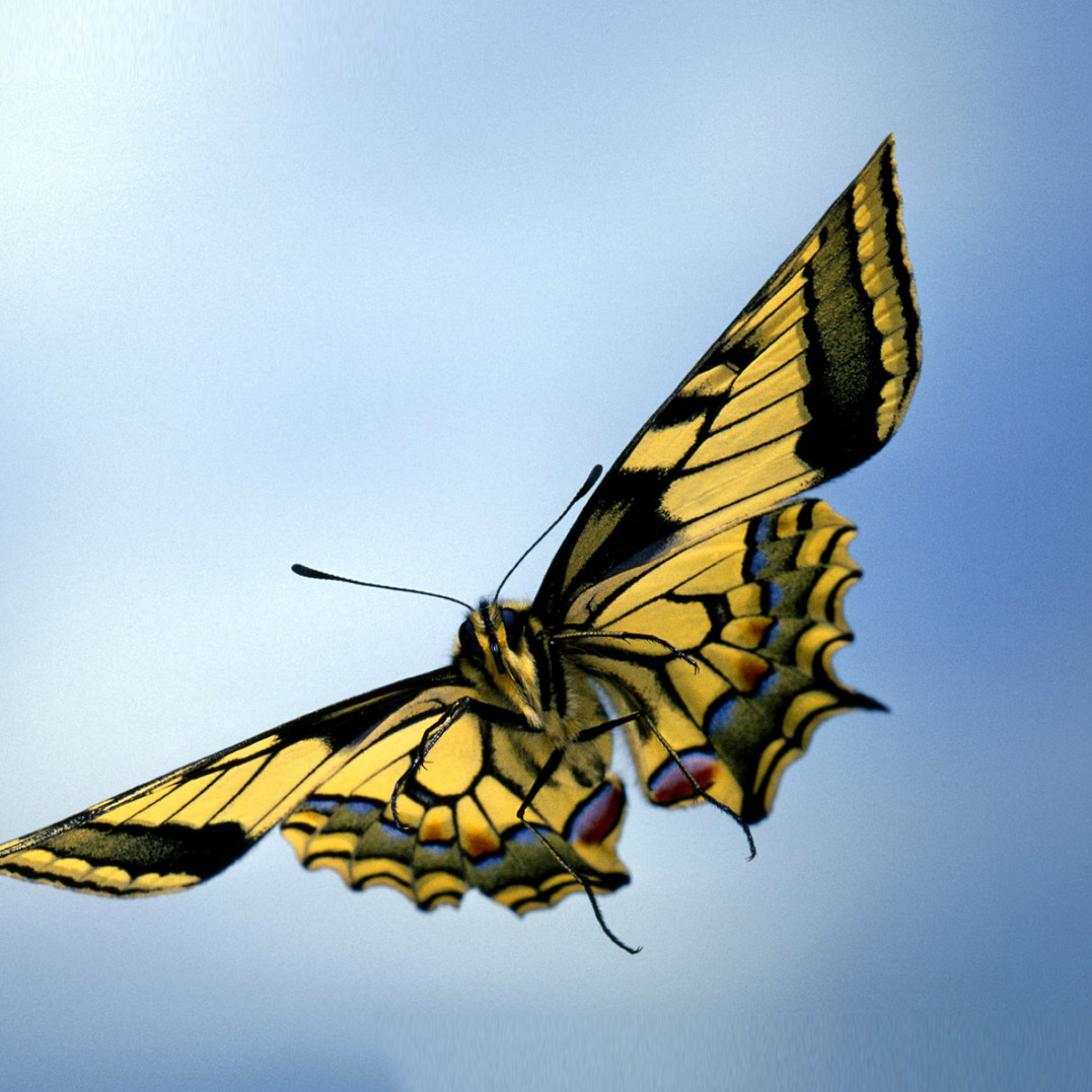 Fondo de pantalla Black and White Butterfly 2048x2048