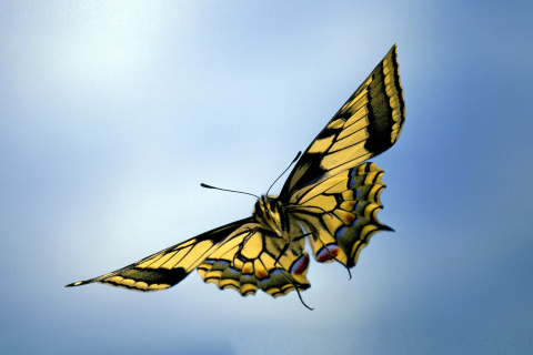 Fondo de pantalla Black and White Butterfly 480x320
