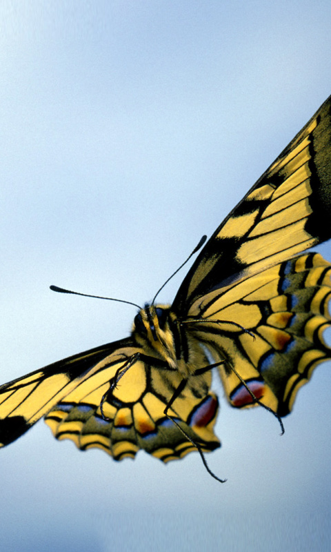 Sfondi Black and White Butterfly 480x800