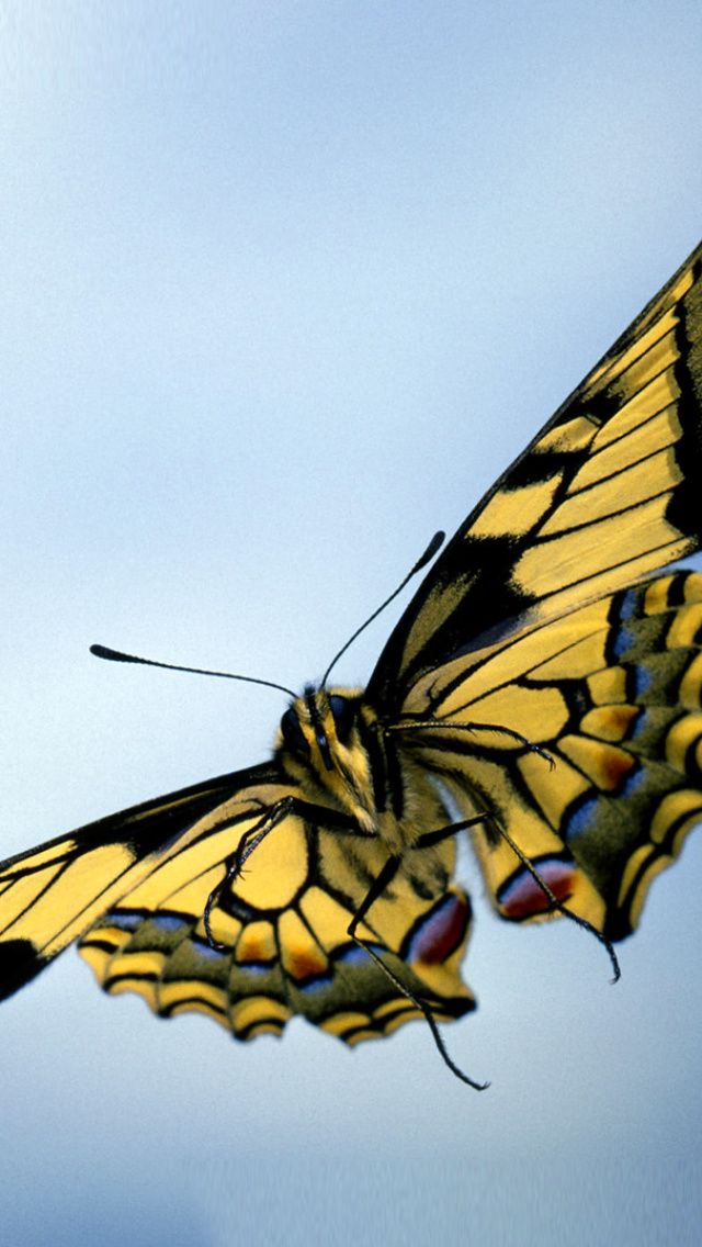 Sfondi Black and White Butterfly 640x1136