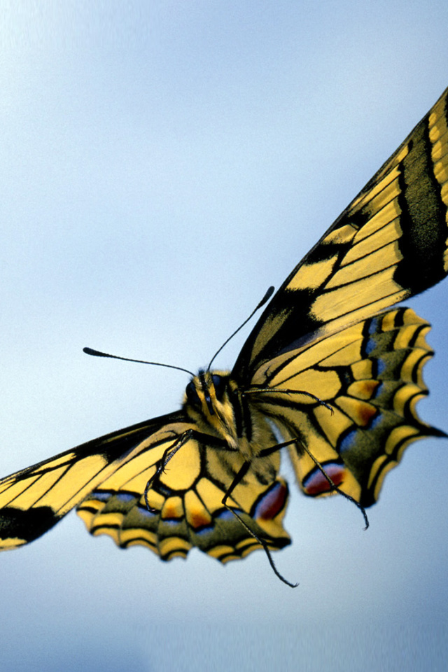 Fondo de pantalla Black and White Butterfly 640x960