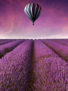 Обои Air Balloon Above Lavender Field 240x320