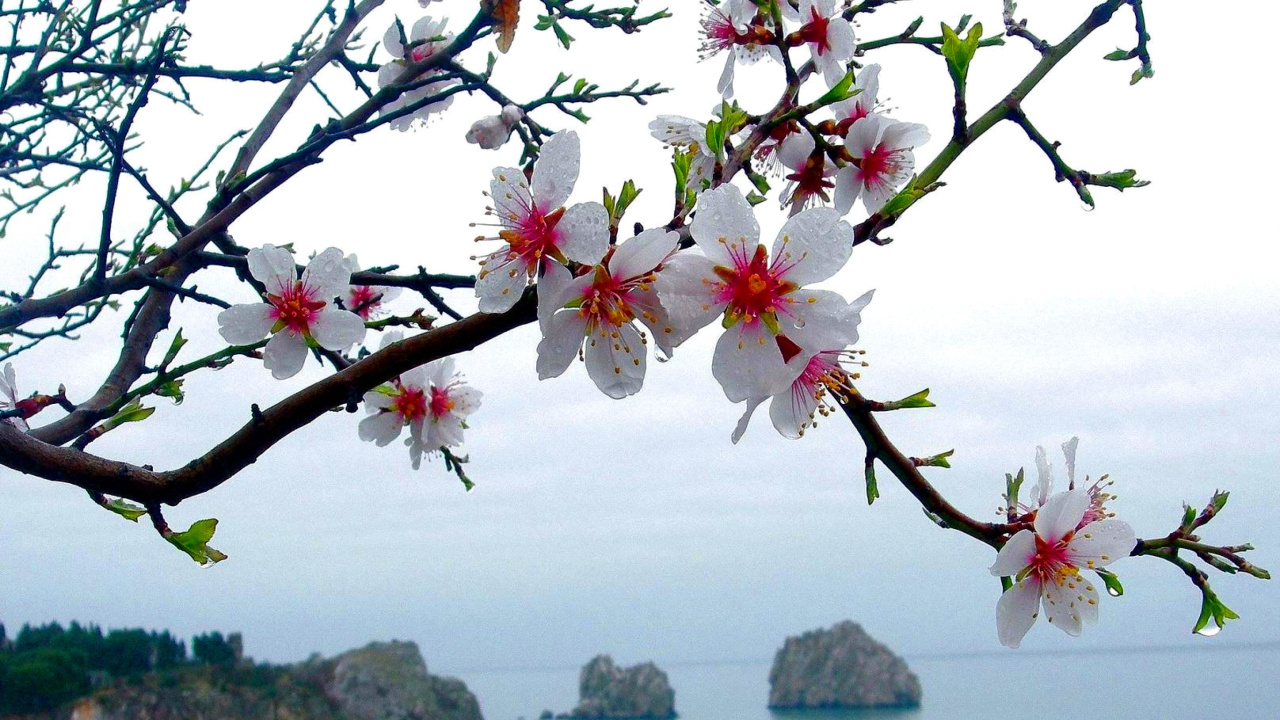 Screenshot №1 pro téma Japanese Apricot Blossom 1280x720
