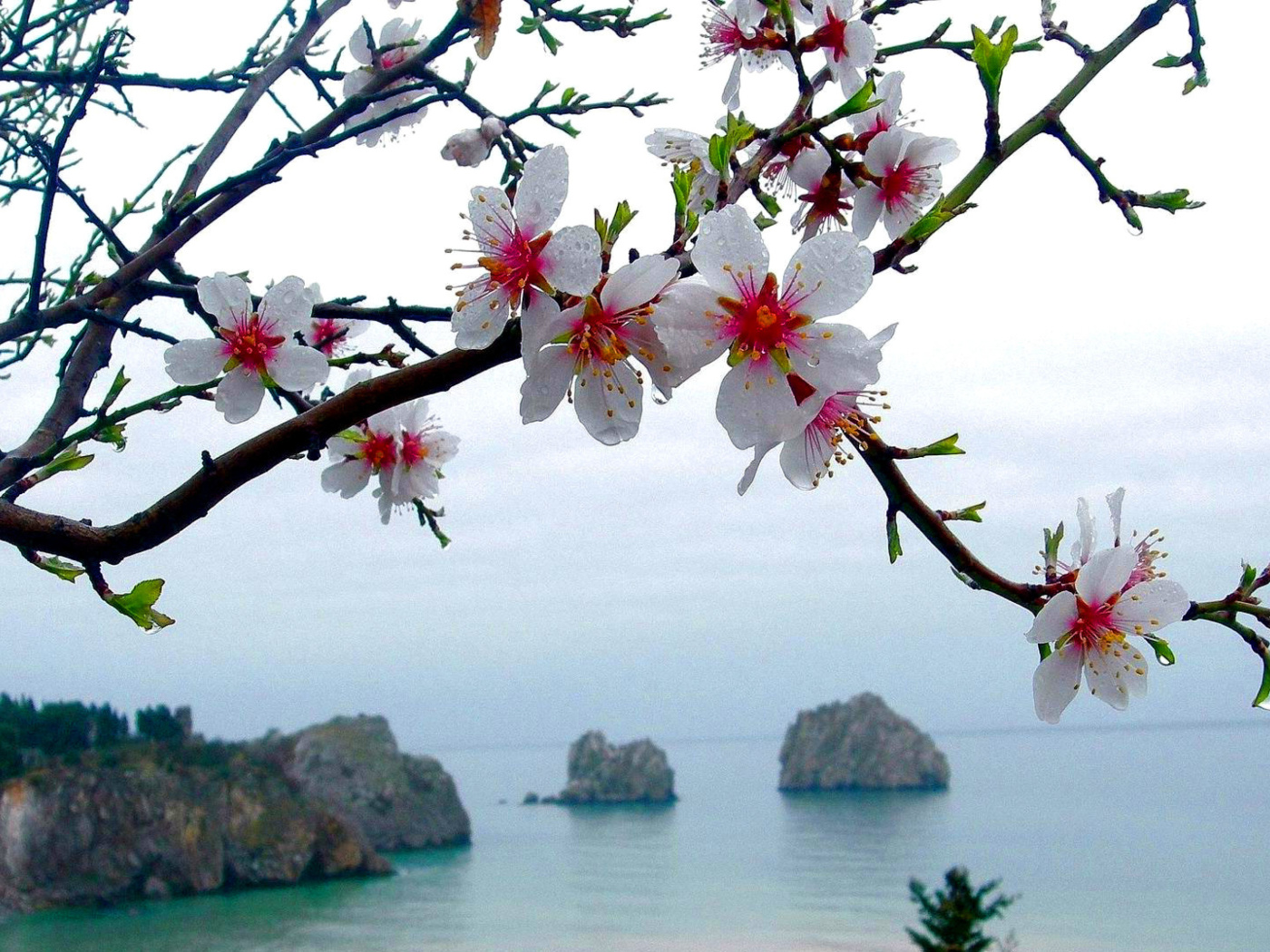 Japanese Apricot Blossom wallpaper 1400x1050