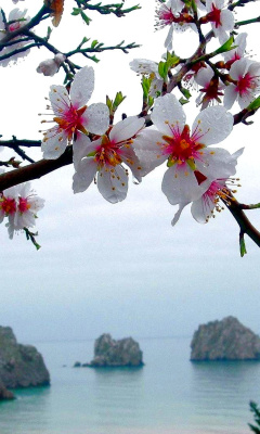 Screenshot №1 pro téma Japanese Apricot Blossom 240x400