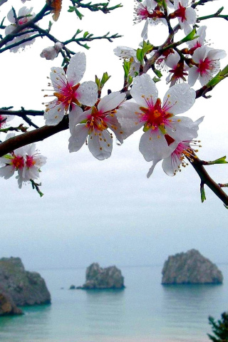 Japanese Apricot Blossom screenshot #1 320x480