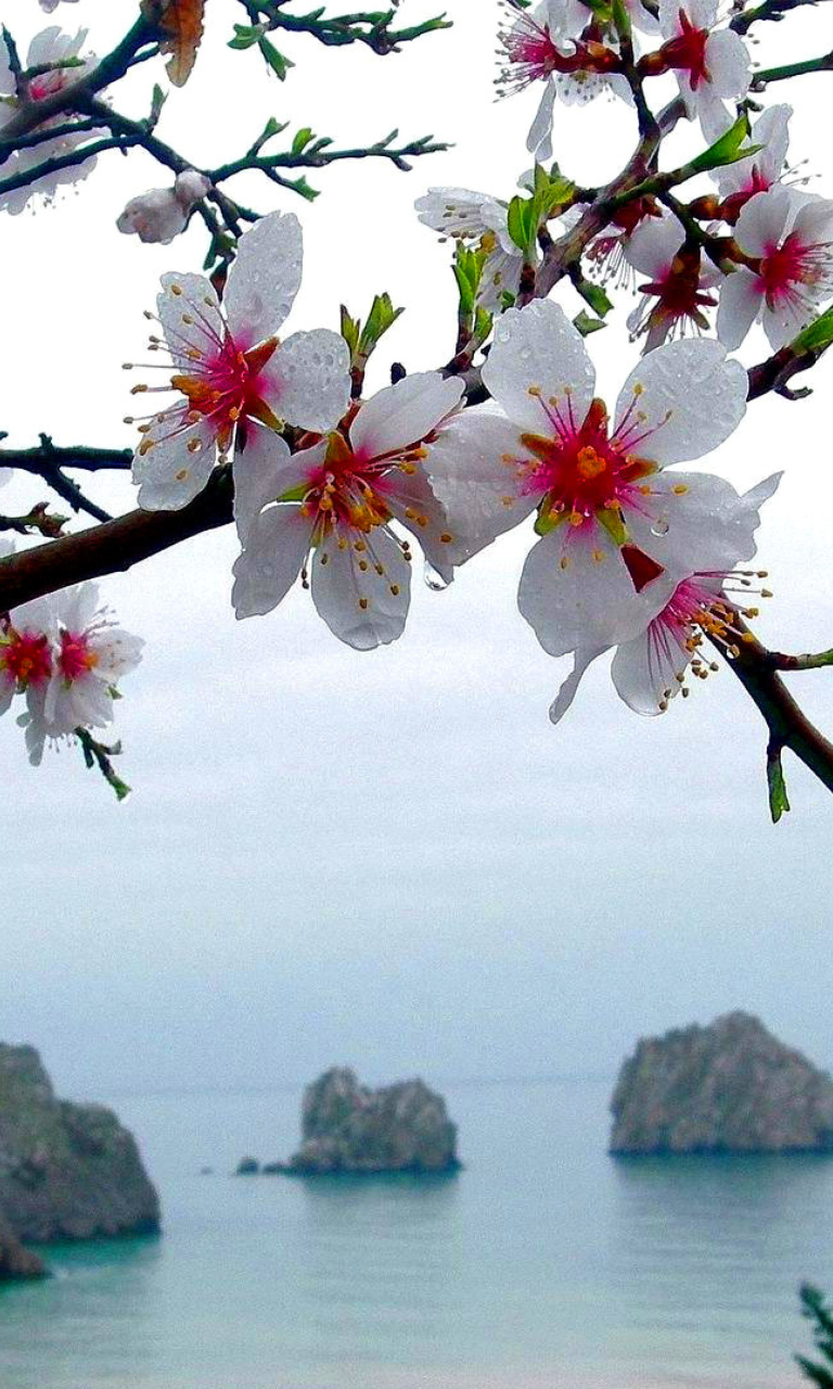 Sfondi Japanese Apricot Blossom 768x1280