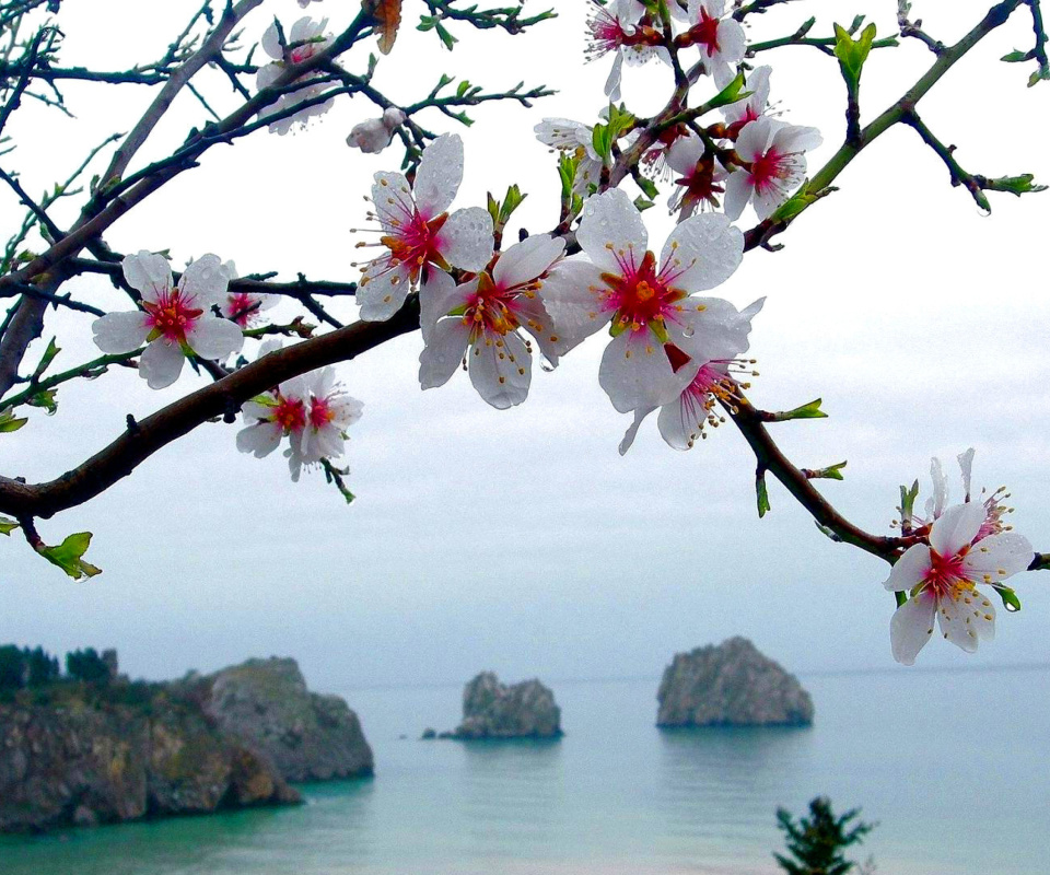 Japanese Apricot Blossom screenshot #1 960x800