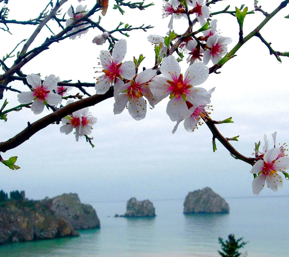 Japanese Apricot Blossom screenshot #1 960x854