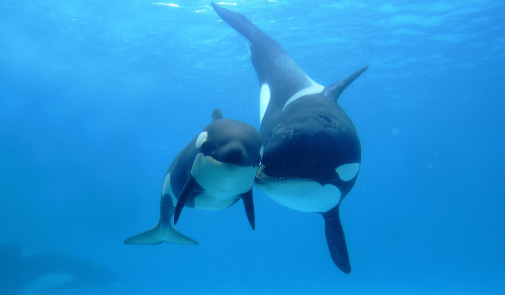 Sfondi Smiley Dolphins 1024x600