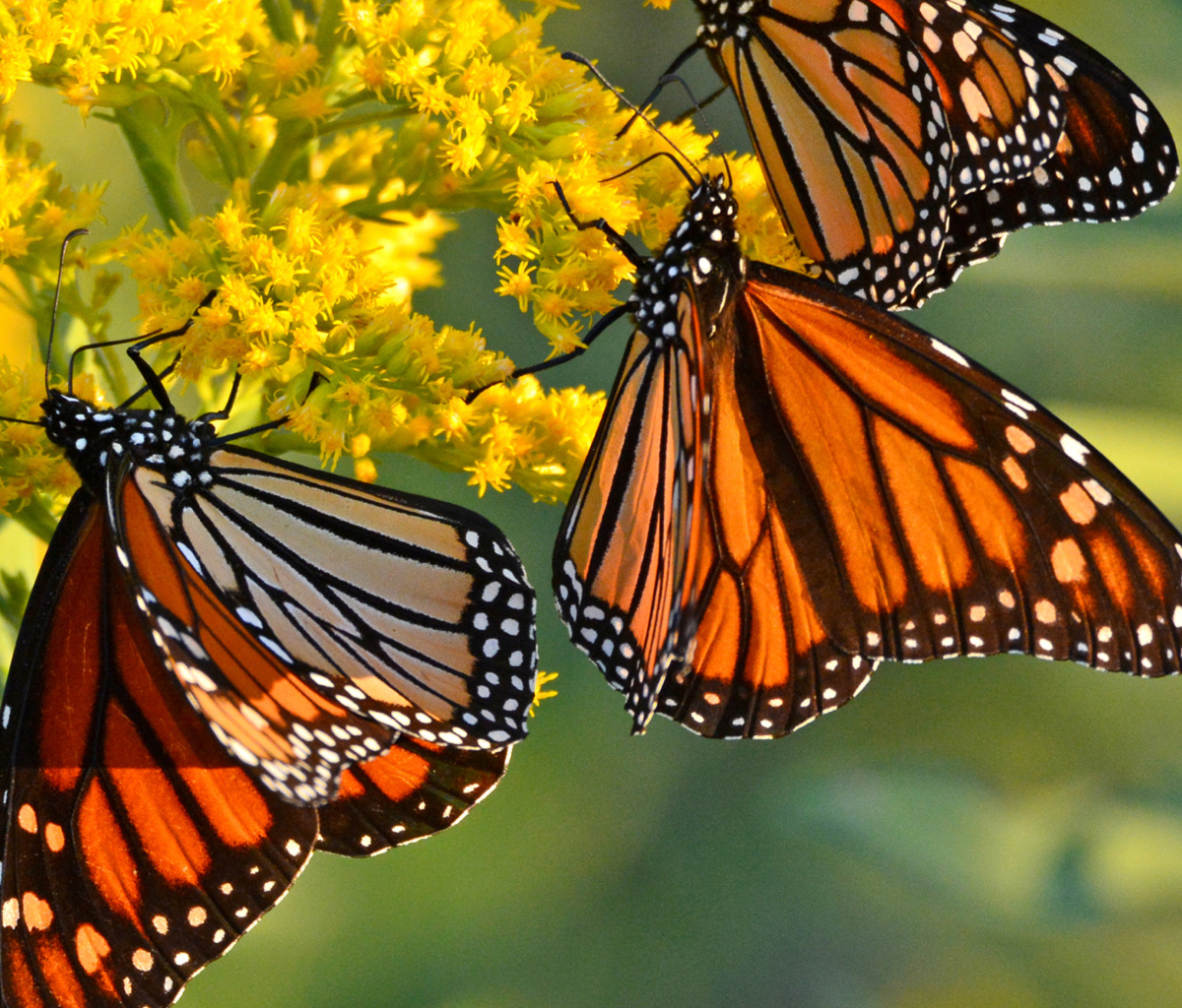 Screenshot №1 pro téma Monarch butterfly 1200x1024