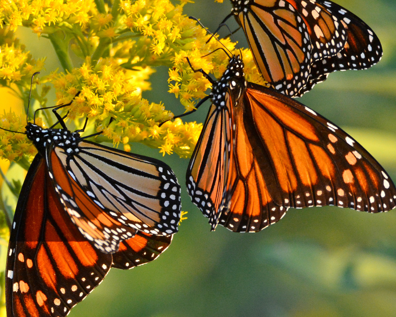 Screenshot №1 pro téma Monarch butterfly 1280x1024