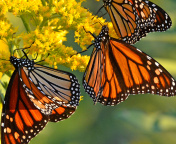 Обои Monarch butterfly 176x144
