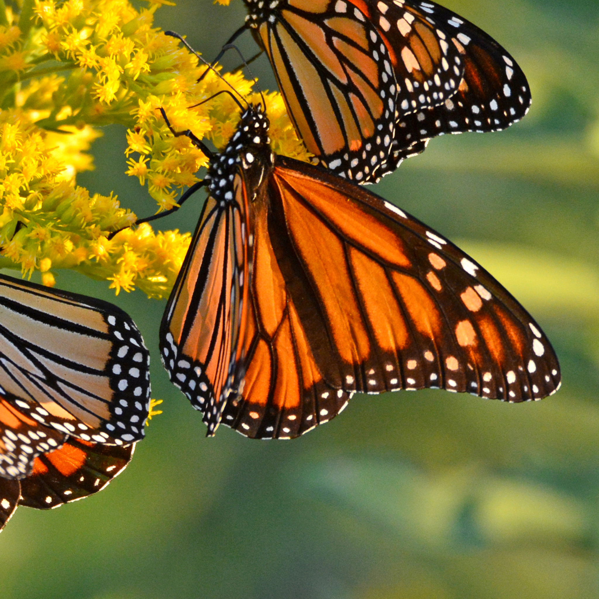 Das Monarch butterfly Wallpaper 2048x2048
