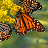 Fondo de pantalla Monarch butterfly 208x208