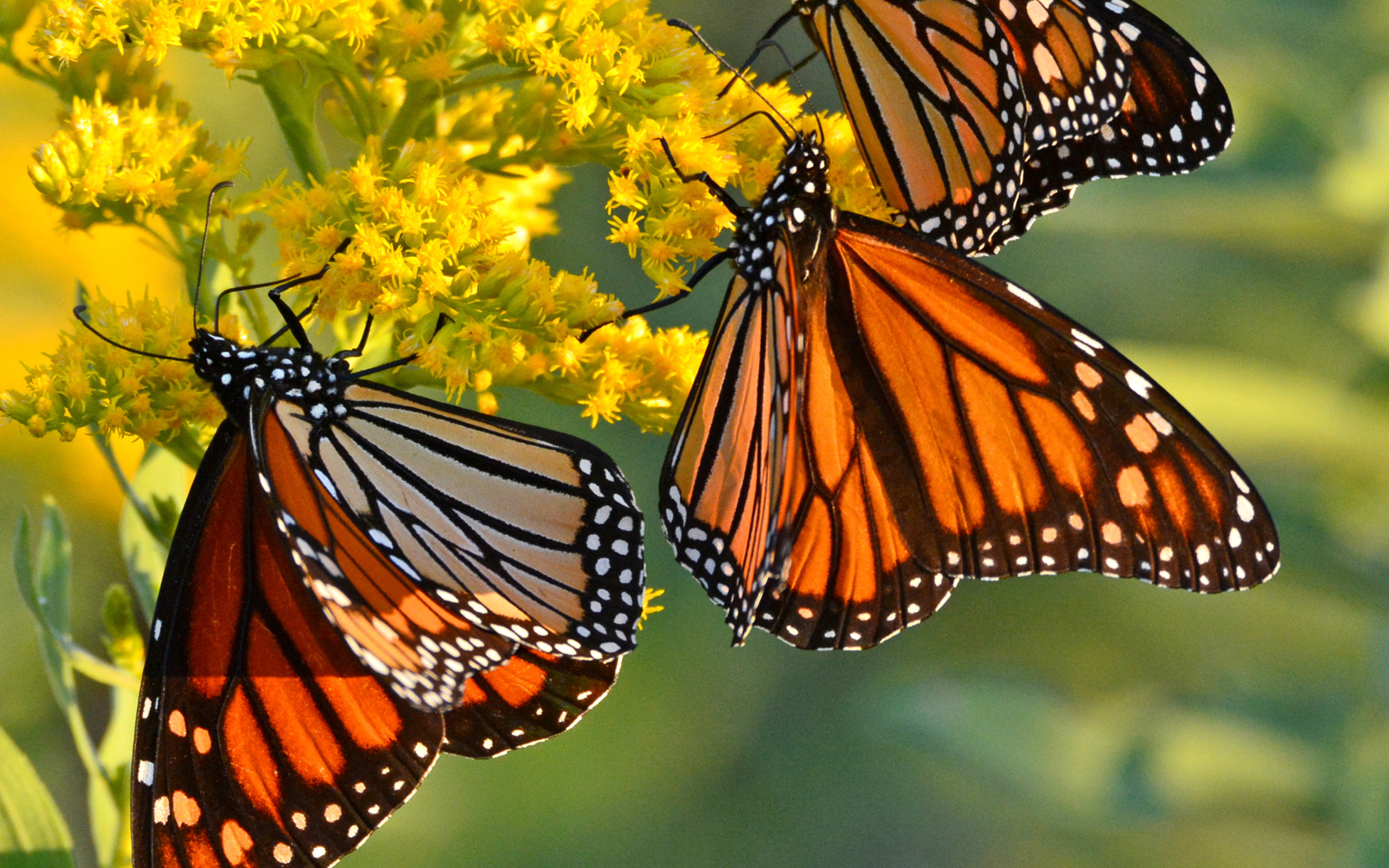 Fondo de pantalla Monarch butterfly 2560x1600