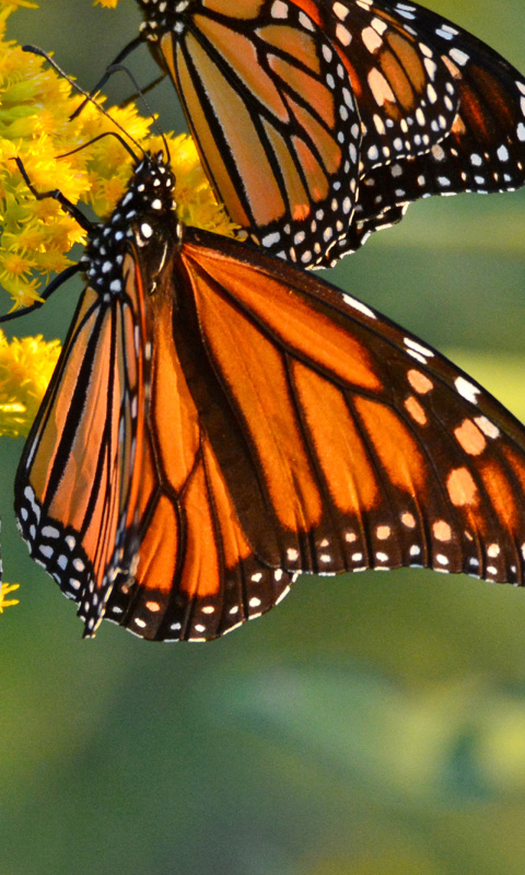 Screenshot №1 pro téma Monarch butterfly 480x800