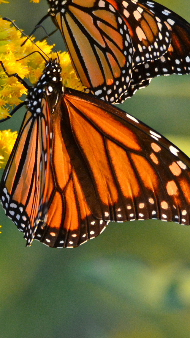 Обои Monarch butterfly 640x1136