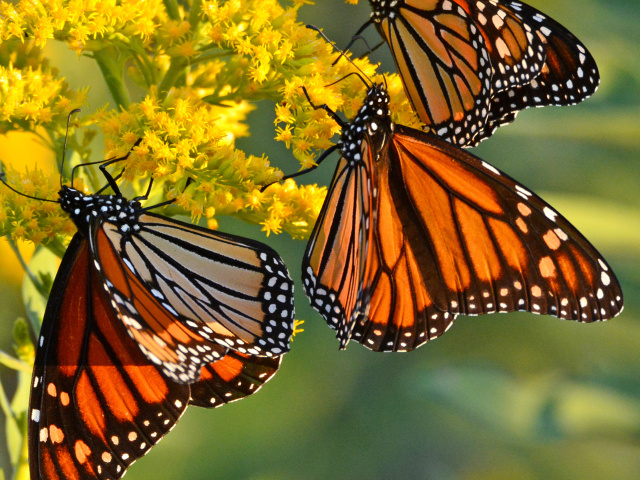 Fondo de pantalla Monarch butterfly 640x480