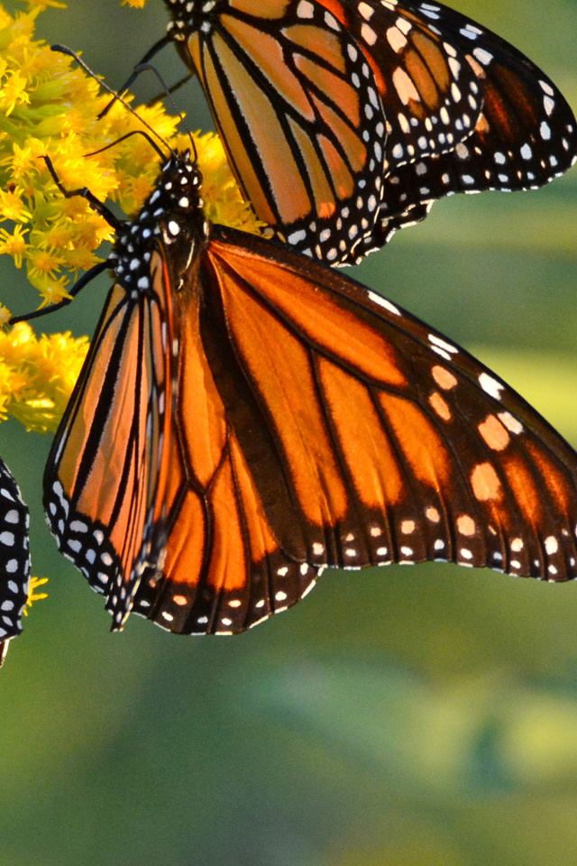 Fondo de pantalla Monarch butterfly 640x960