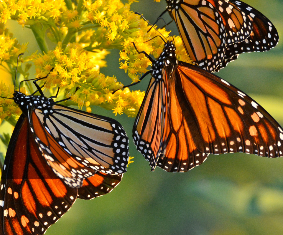 Fondo de pantalla Monarch butterfly 960x800