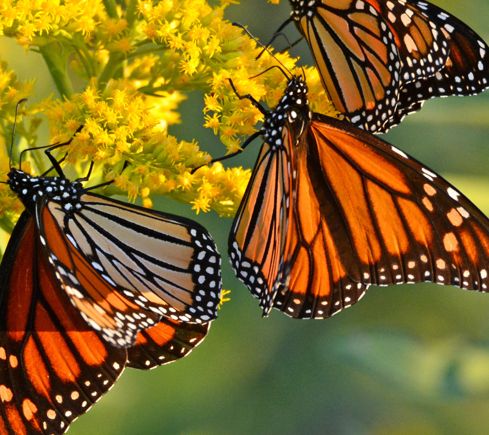 Monarch butterfly wallpaper 960x854