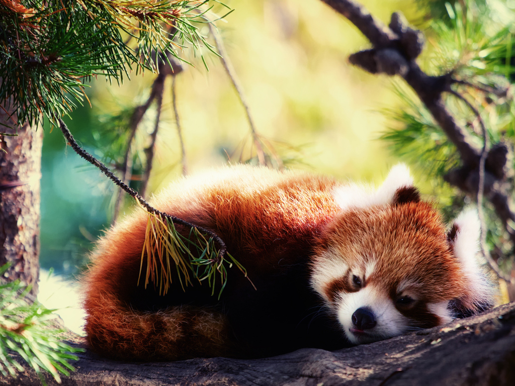 Screenshot №1 pro téma Sleeping Red Panda 1024x768