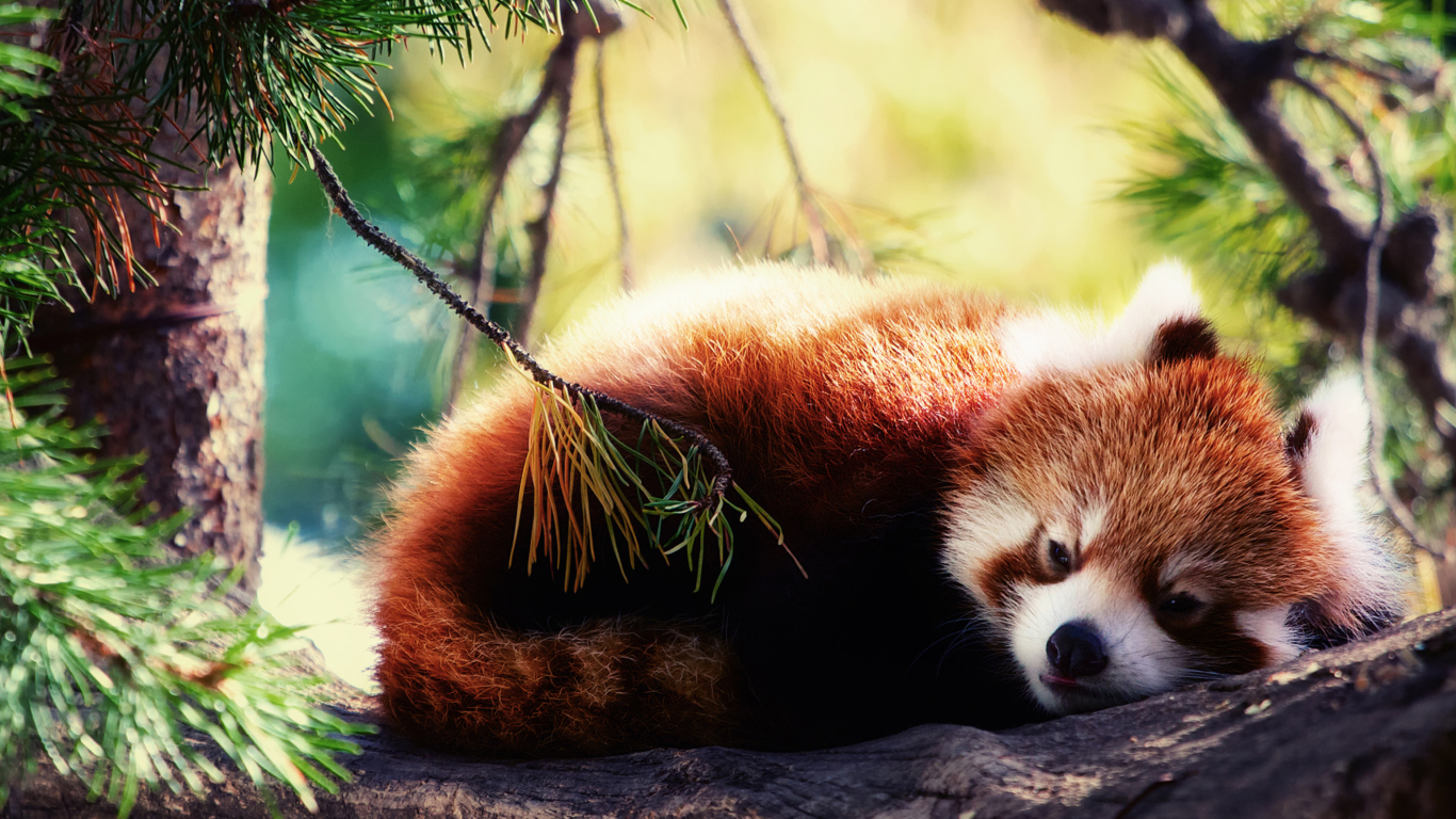 Sleeping Red Panda wallpaper 1366x768