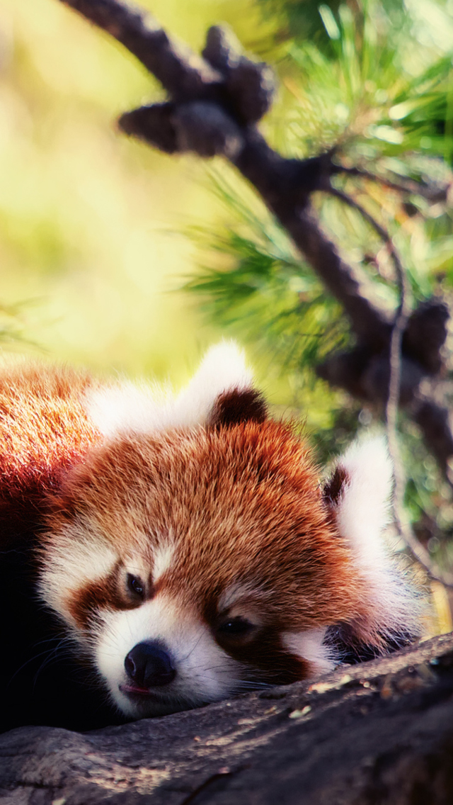 Screenshot №1 pro téma Sleeping Red Panda 640x1136