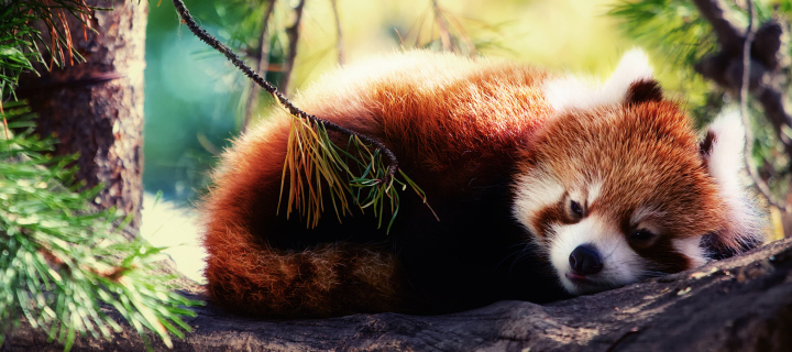 Sleeping Red Panda wallpaper 720x320