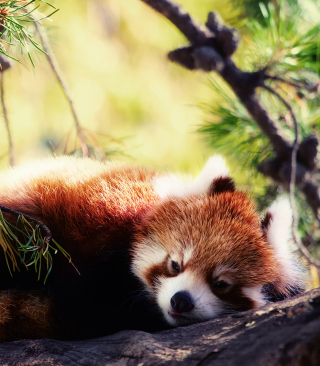 Sleeping Red Panda - Obrázkek zdarma pro Nokia Asha 306