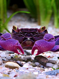 Fondo de pantalla Big Crab 240x320