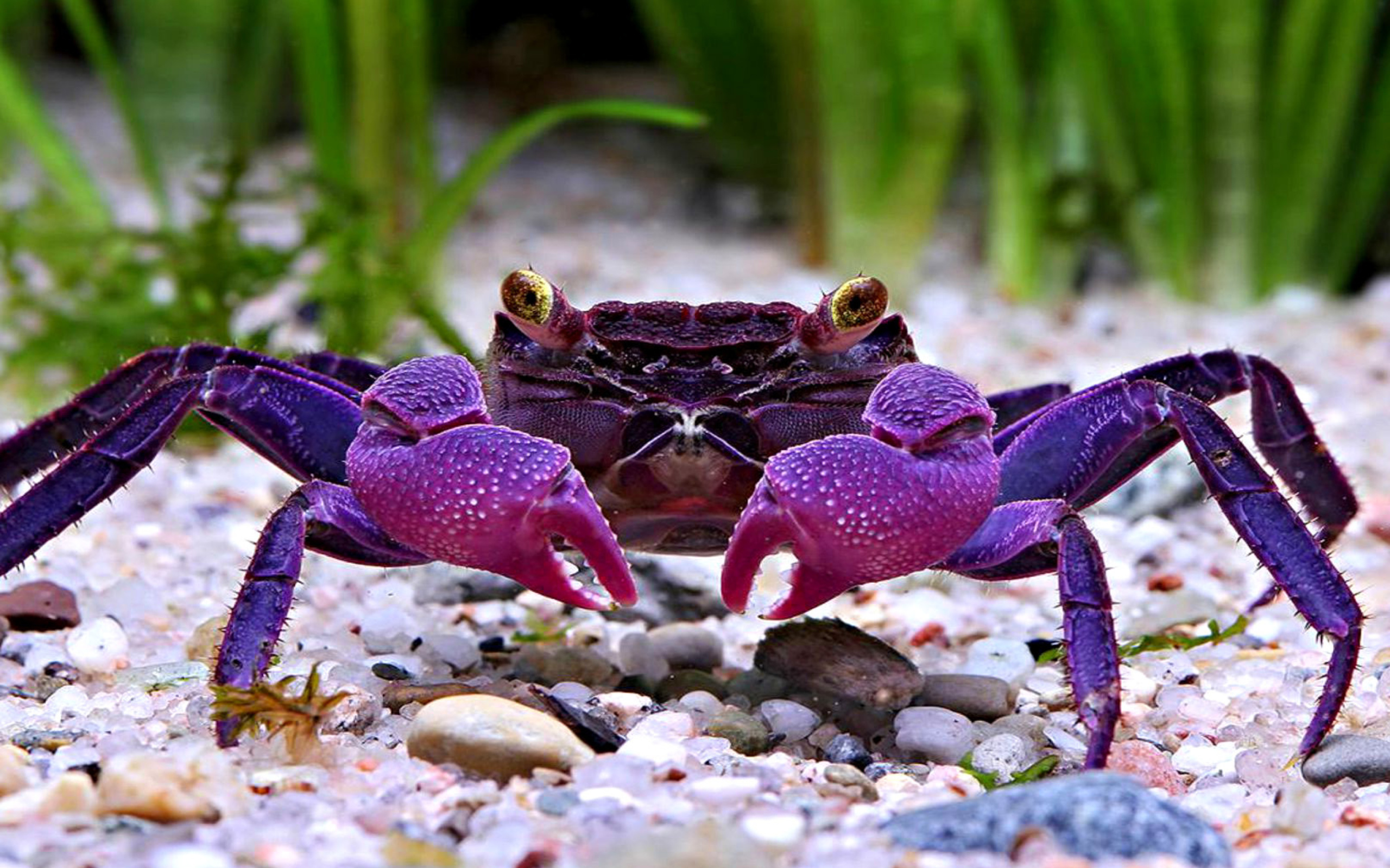 Fondo de pantalla Big Crab 2560x1600