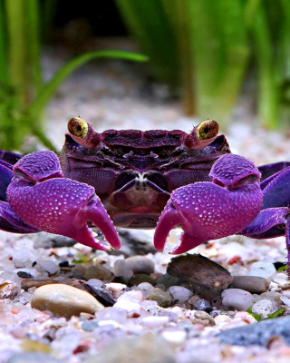 Big Crab - Obrázkek zdarma pro iPhone 5