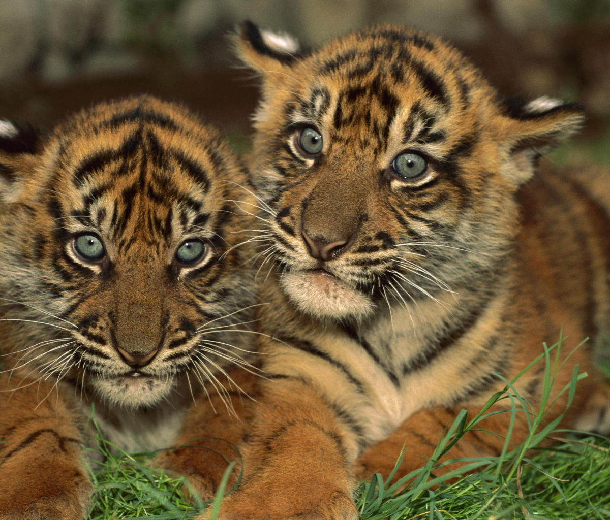 Tiger Cubs screenshot #1 1200x1024