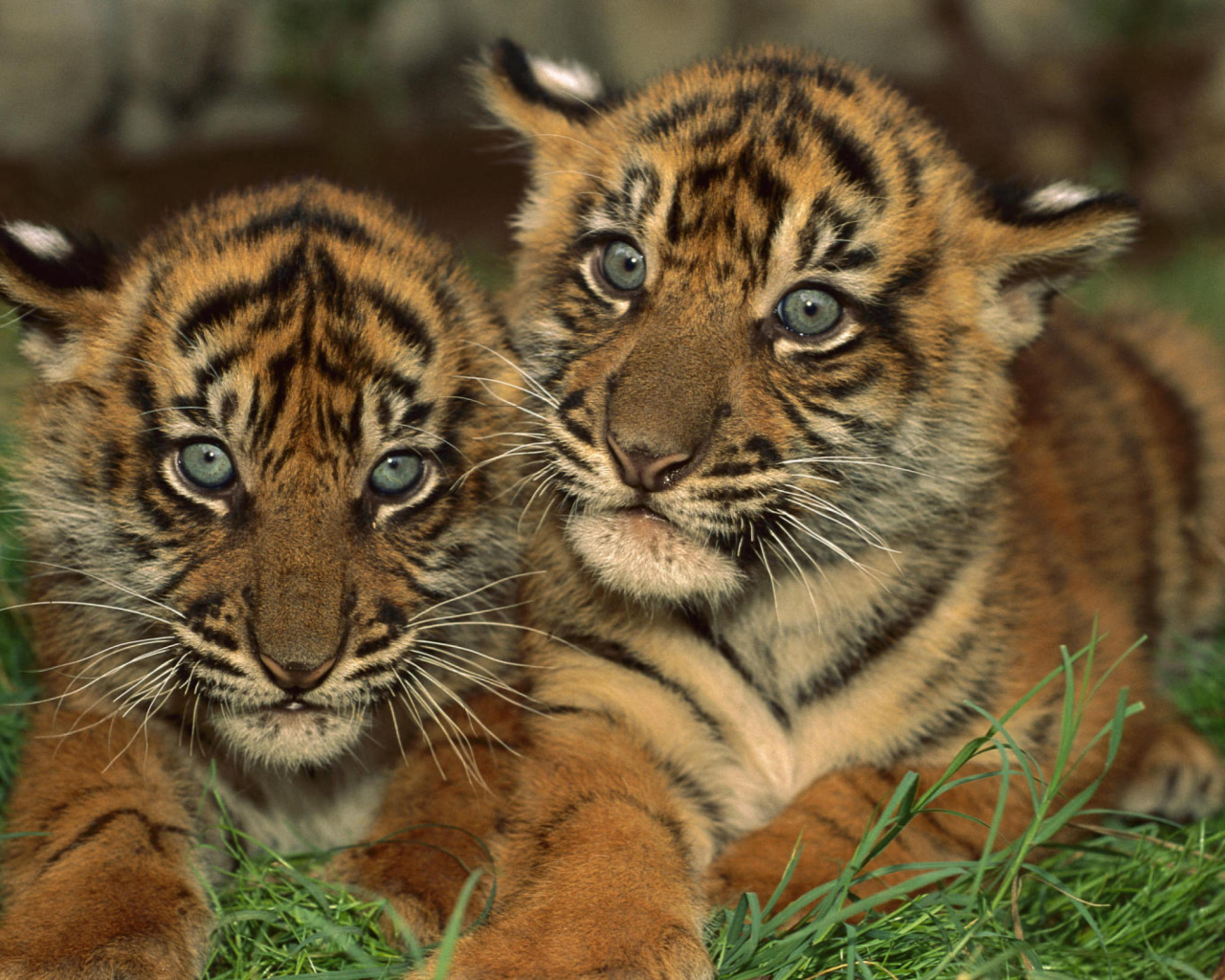 Fondo de pantalla Tiger Cubs 1280x1024