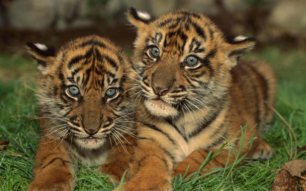 Screenshot №1 pro téma Tiger Cubs 1280x800