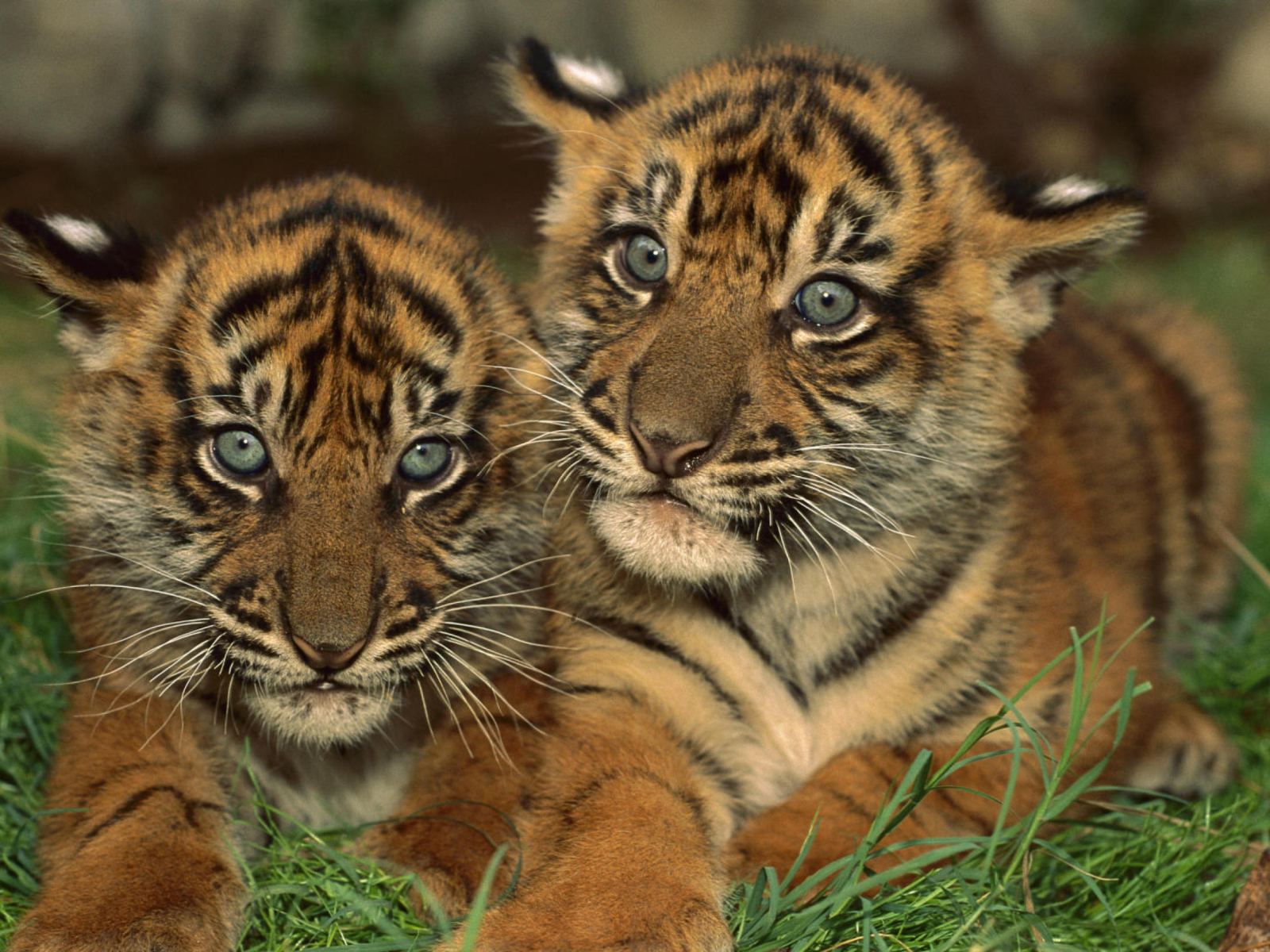 Das Tiger Cubs Wallpaper 1600x1200