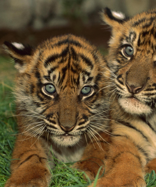 Tiger Cubs - Obrázkek zdarma pro Nokia Asha 309