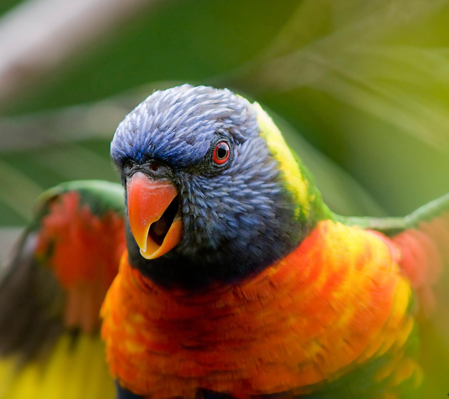 Screenshot №1 pro téma Rainbow Lorikeet Parrot 1440x1280