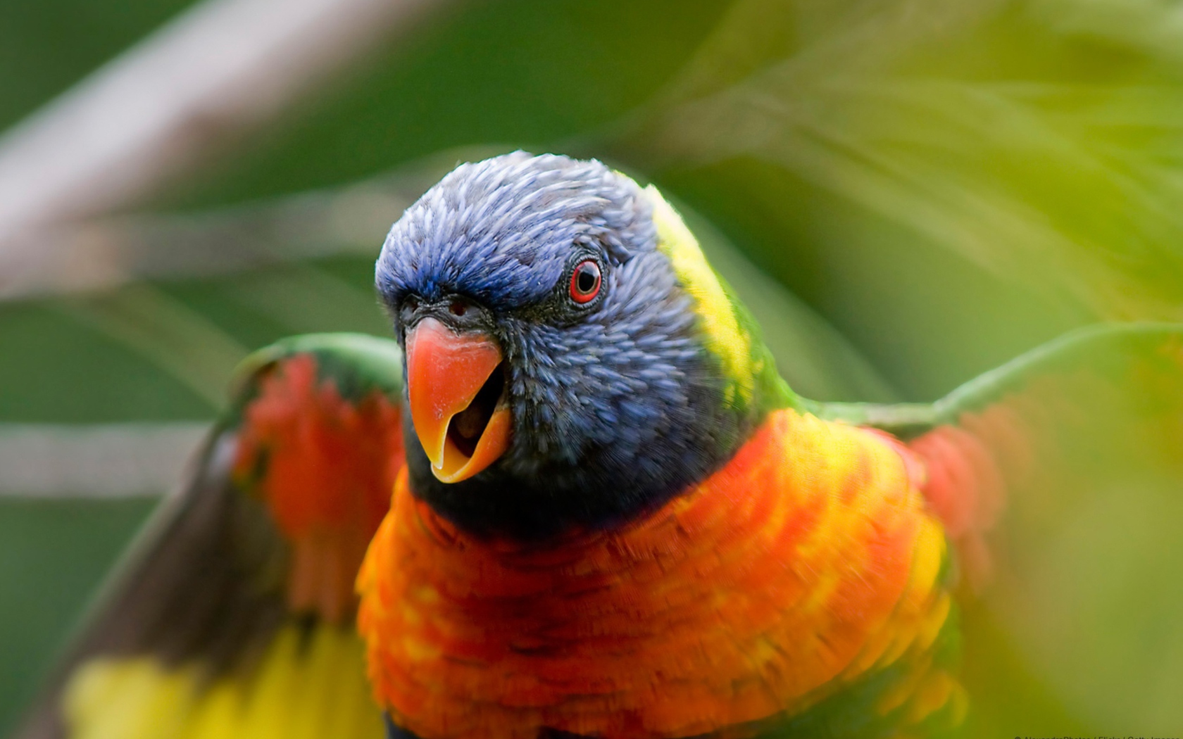 Screenshot №1 pro téma Rainbow Lorikeet Parrot 1680x1050