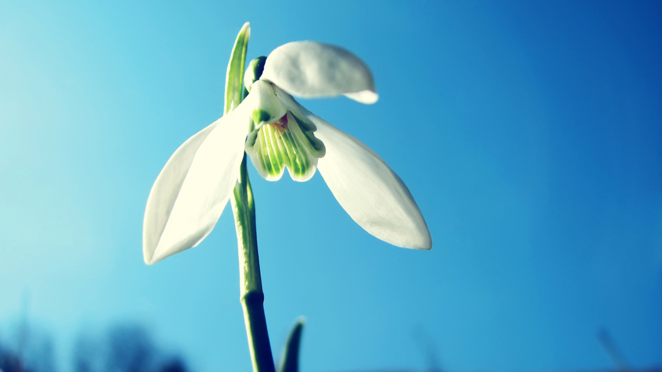 Screenshot №1 pro téma White Flower In Sky 1366x768