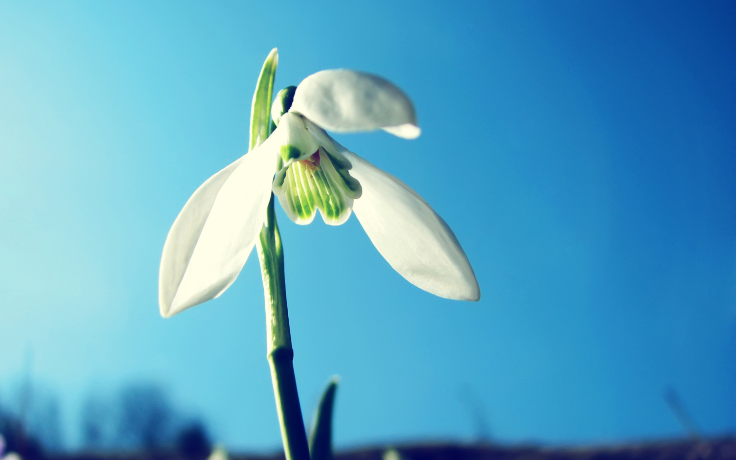 Screenshot №1 pro téma White Flower In Sky 1440x900