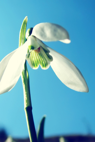 White Flower In Sky wallpaper 320x480