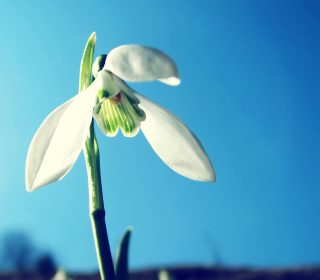 White Flower In Sky - Obrázkek zdarma pro 1024x1024